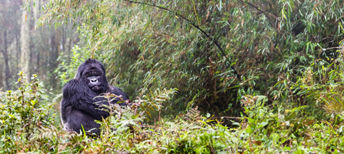 Big 5 + chimps + gorillas in Rwanda