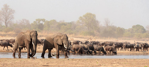 South Luangwa, Victoria Falls & Lake Malawi safari