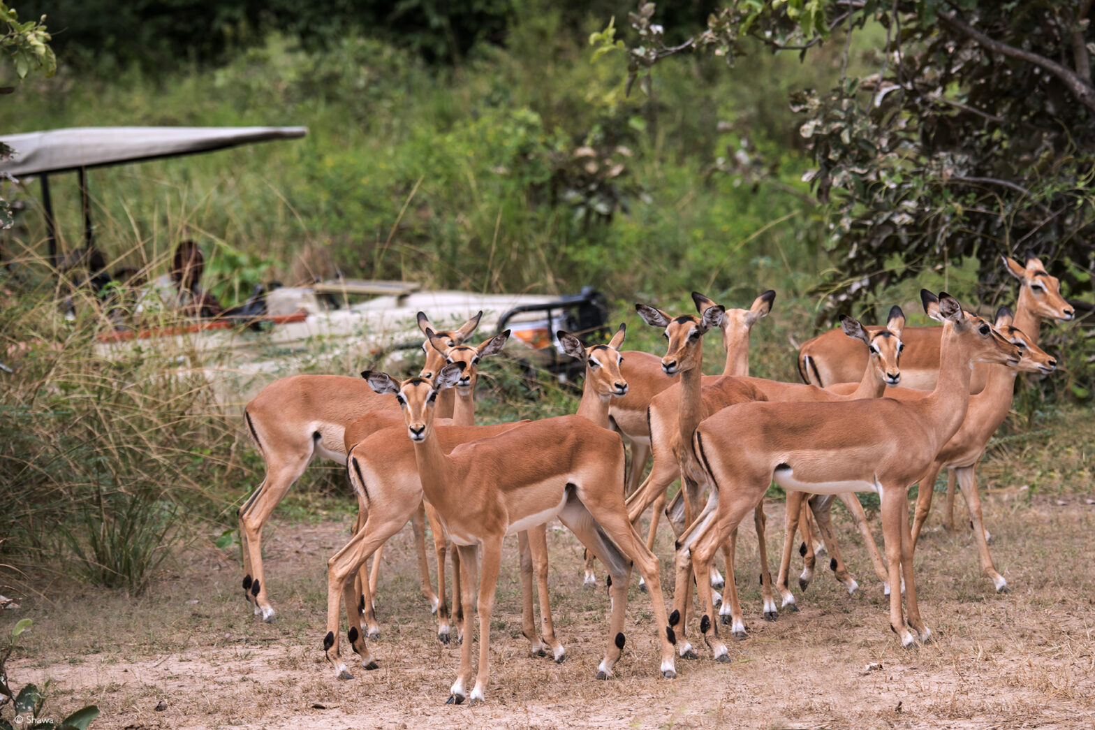 wildlife tourism stress