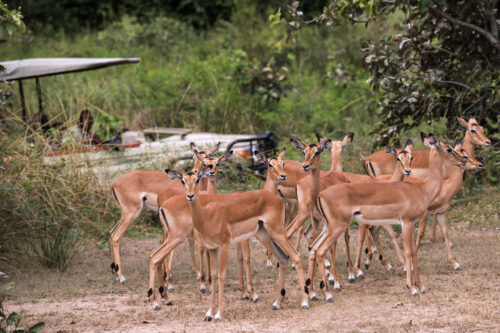 wildlife tourism stress