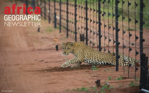 A leopard sneaks in under the fence line of Hoedspruit Wildlife Estate.
