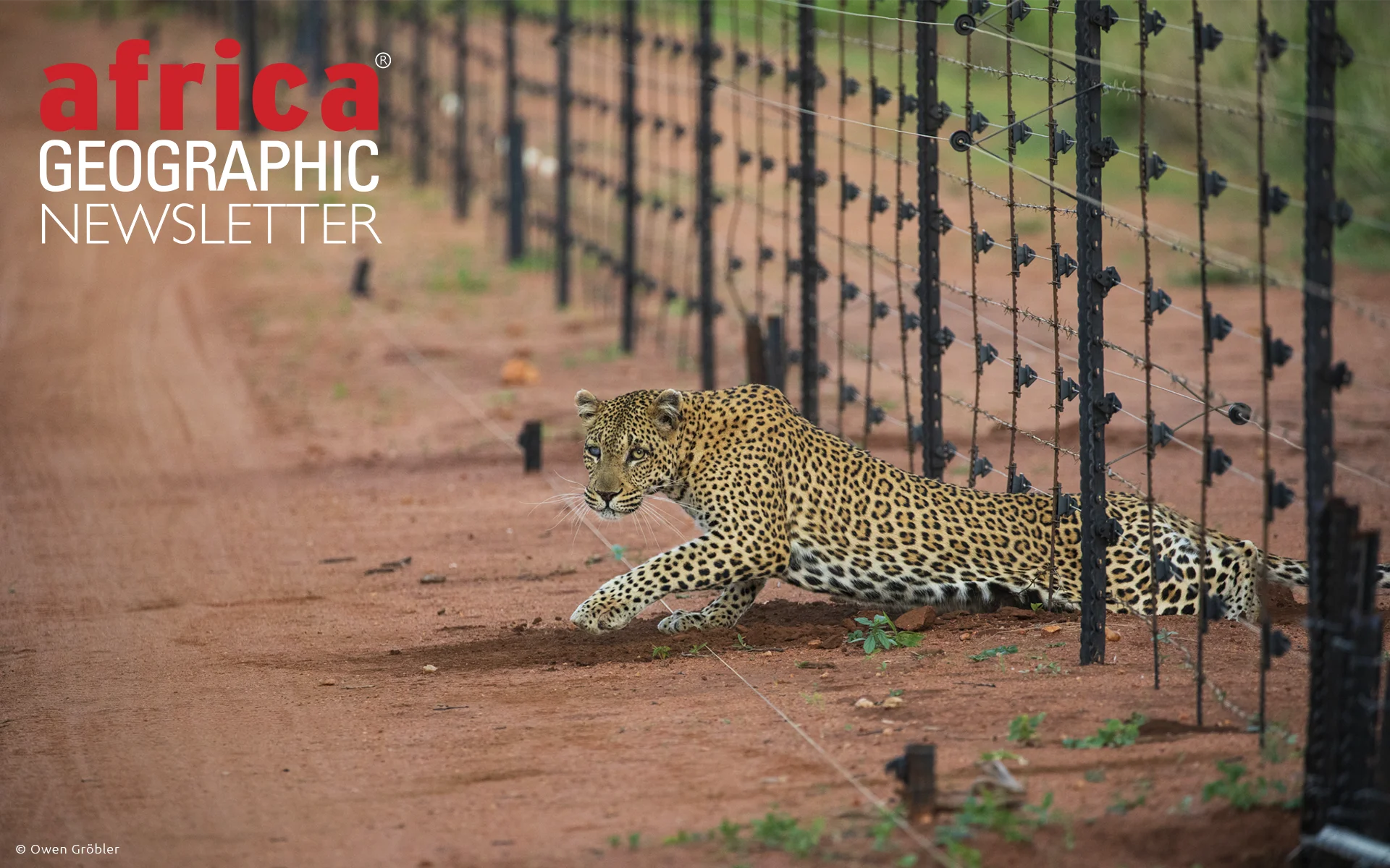 A leopard sneaks in under the fence line of Hoedspruit Wildlife Estate.